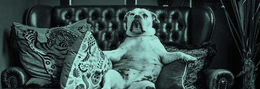 ¿Cómo usar Couchsurfing?