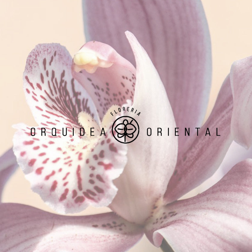 Orquidea Oriental