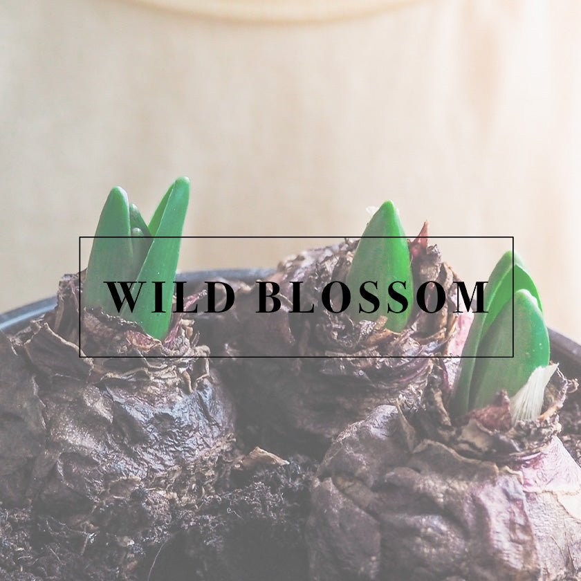 Wild Blossom