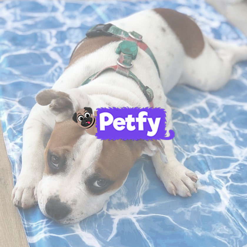 Petfy